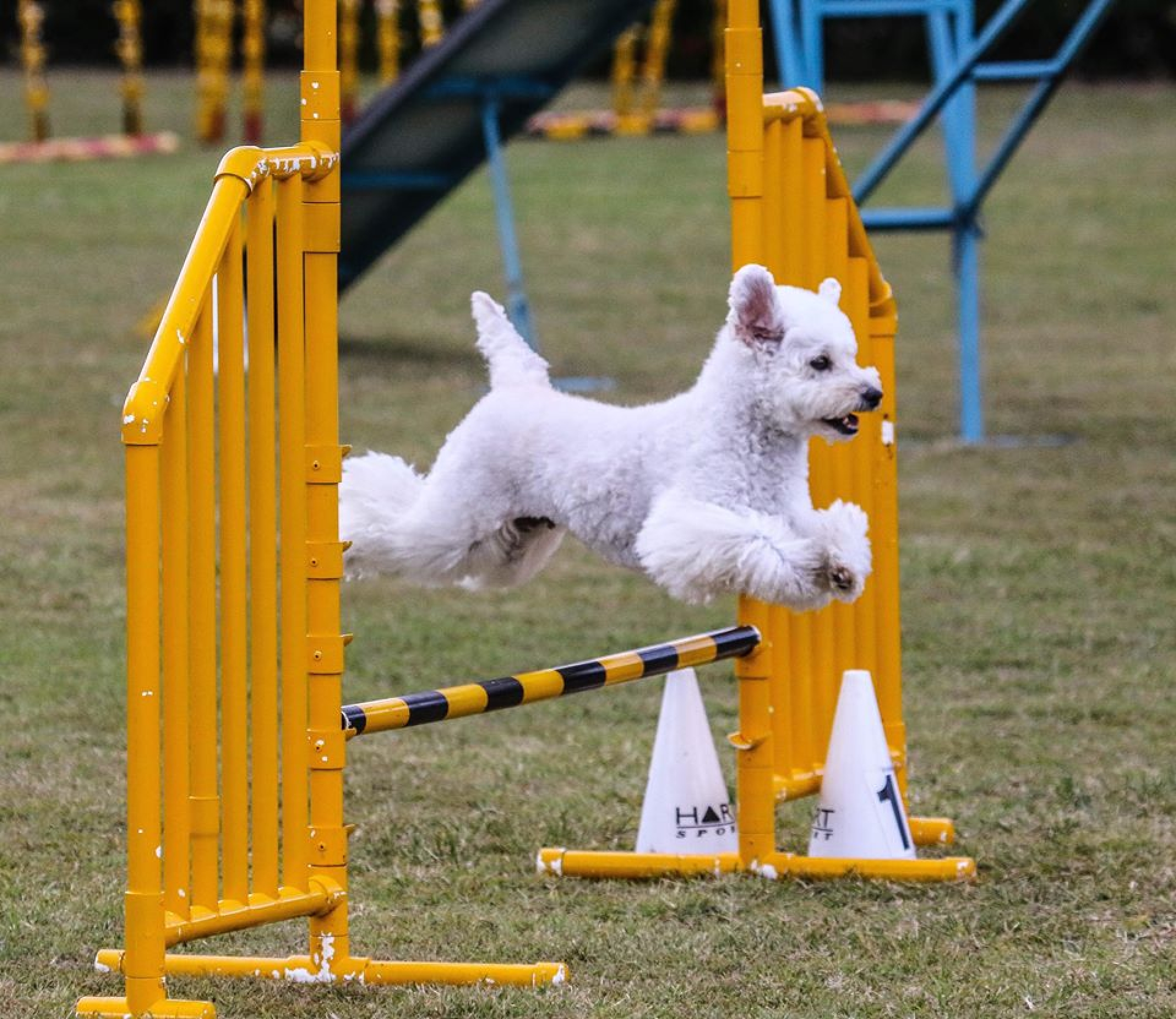 Port Macquarie Dog Club Obedience, Agility and Competitive Dog Training