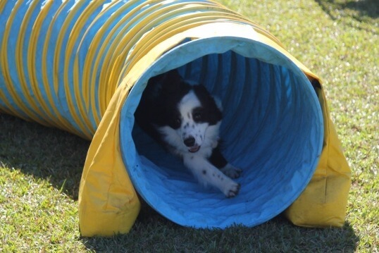 Port Macquarie Dog Club Obedience, Agility and Competitive Dog Training