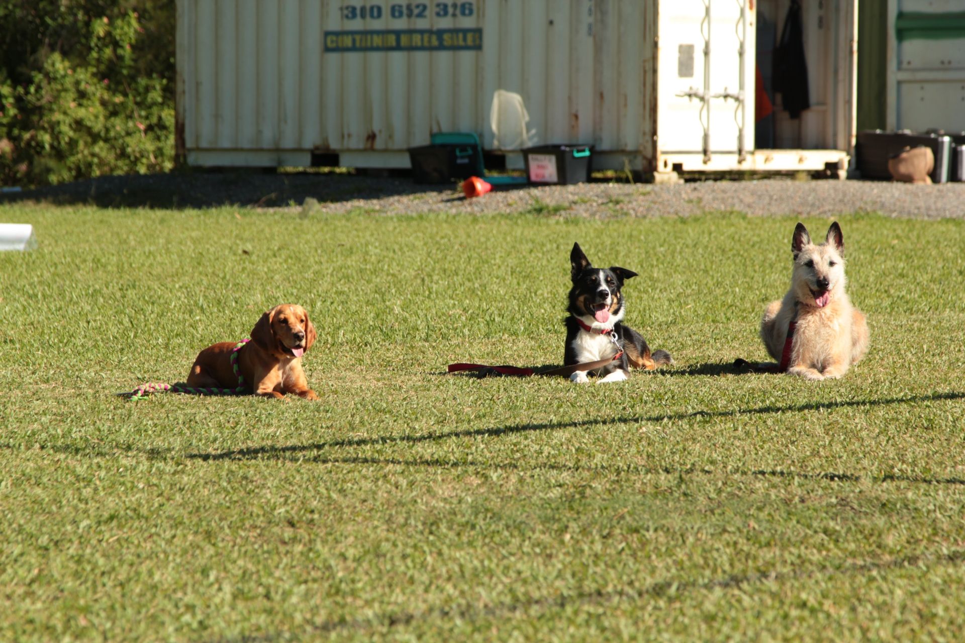 Welcome to the Port Macquarie Dog Club
