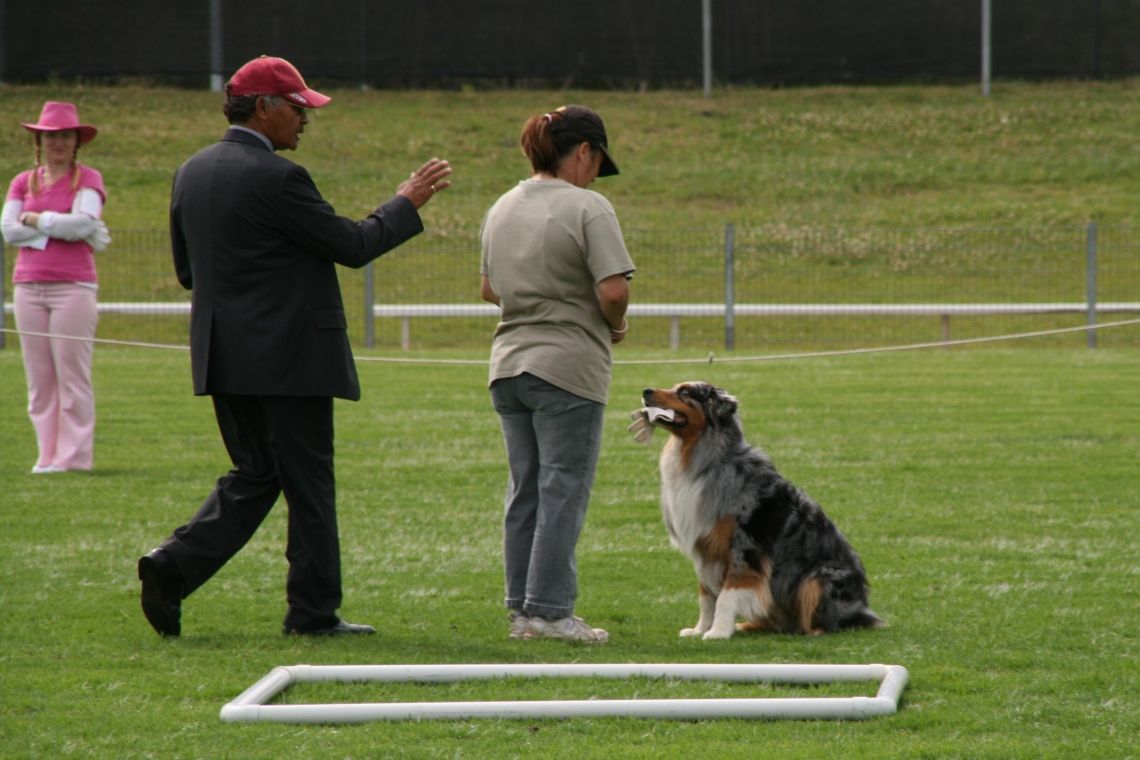 Port Macquarie Dog Club Obedience, Agility and Competitive Dog Training