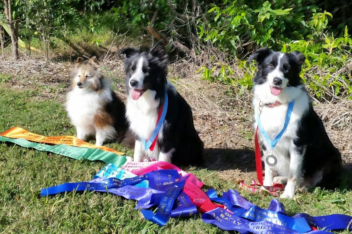 Port Macquarie Dog Club Obedience, Agility and Competitive Dog Training