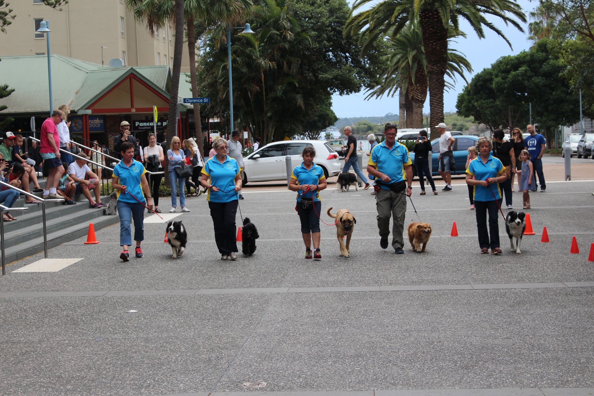 Port Macquarie Dog Club Obedience, Agility and Competitive Dog Training