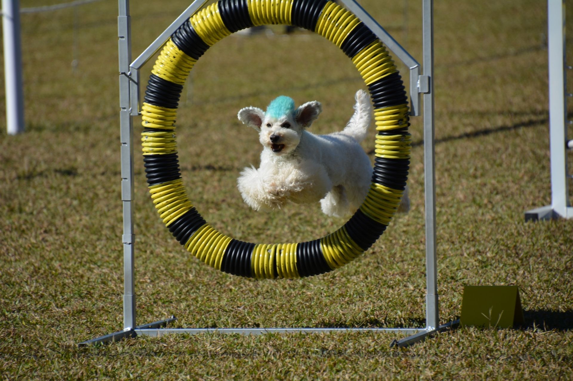 Agility Training
