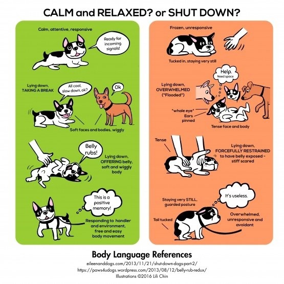 Quick Tips (Handy Information for Dog Owners)